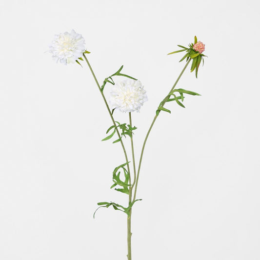 Scabiosa Stem White