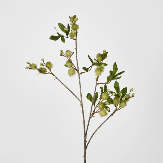 Green Blackwdwattle Acacia 85Cm