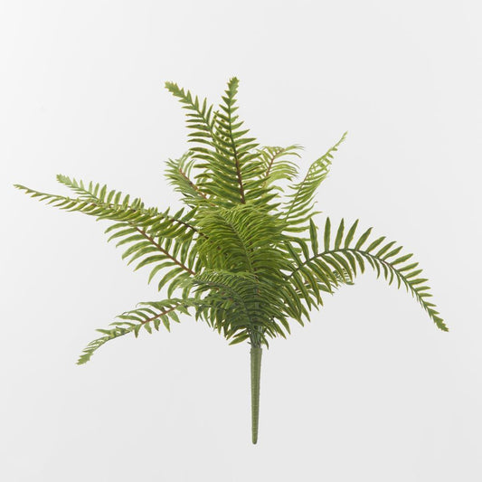 Large Sword Fern Bush