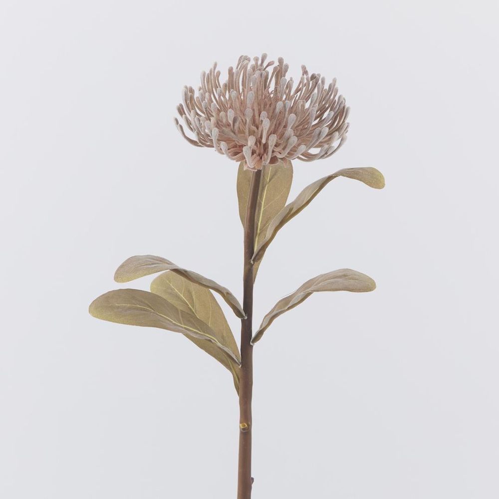 Brown Leucospermum