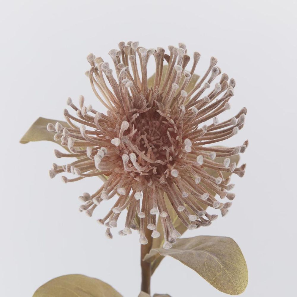 Brown Leucospermum