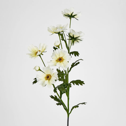 Cosmos Spray 85Cm White