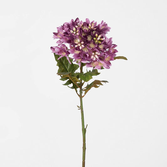 Agapanthus Stem Purple