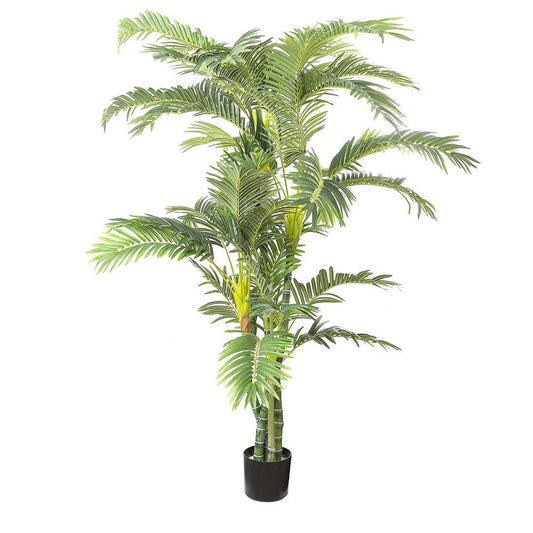 Parlour Palm Twisted Trunk 1.8M