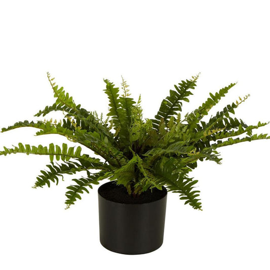 Boston Fern In Black Pot Medium
