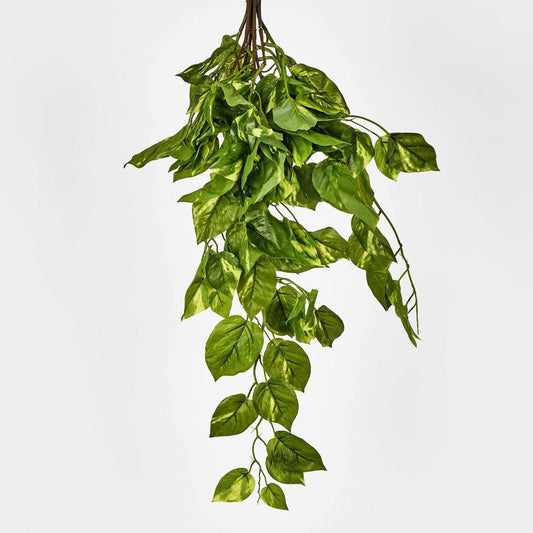 Hanging Pothos Plant