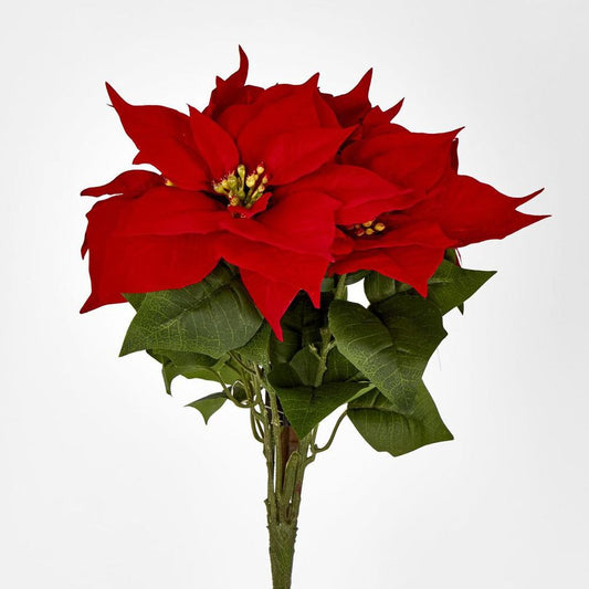 Red Velvet Poinsettia Bush By 5