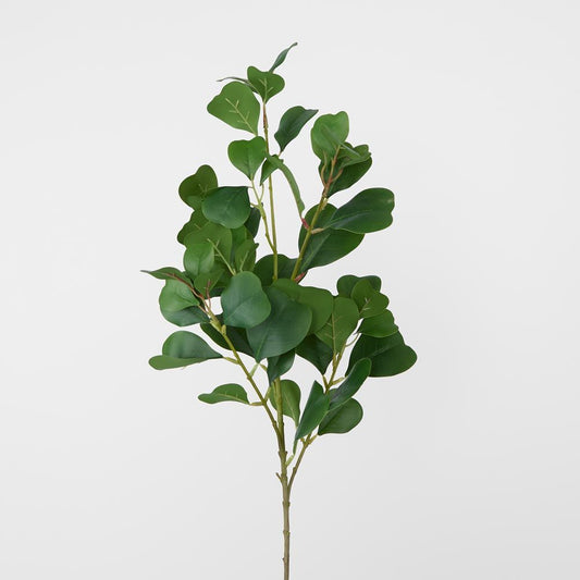 Ficus Leaf