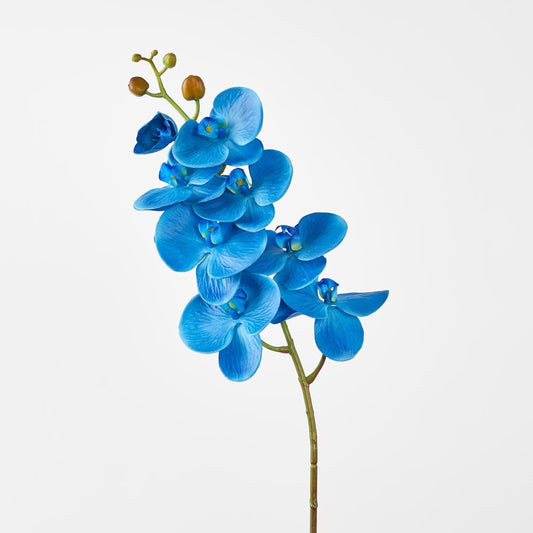Phalaenopsis Spray Electric Blue