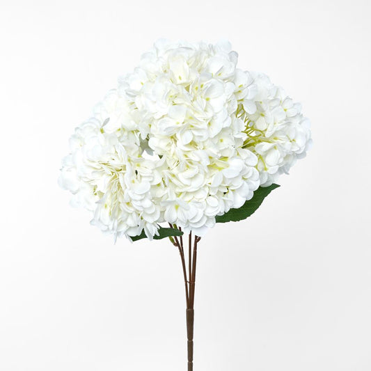 Hydrangea Bush White