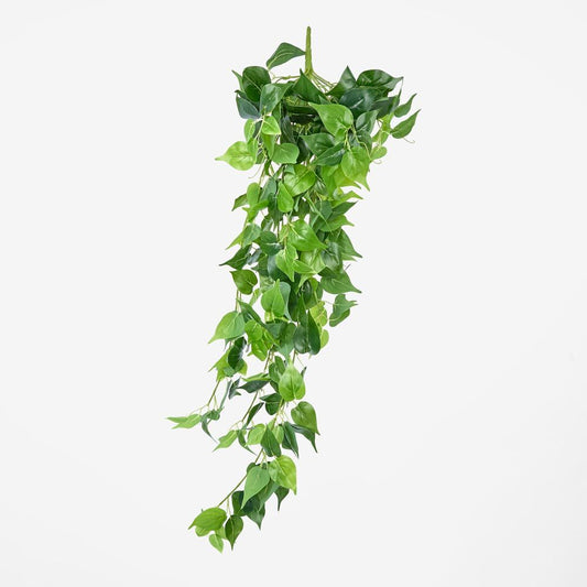 Trailing Pothos Spray