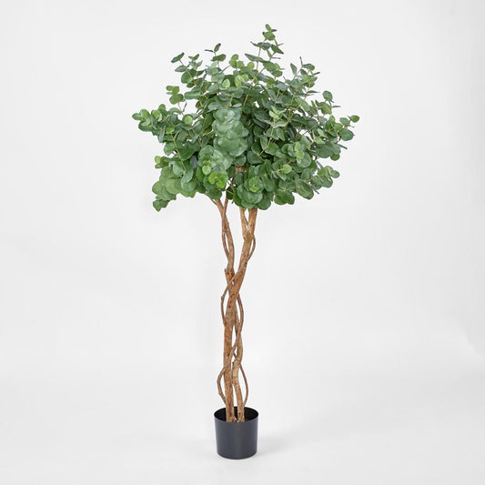 Eucalyptus Tree W 884 Lvs