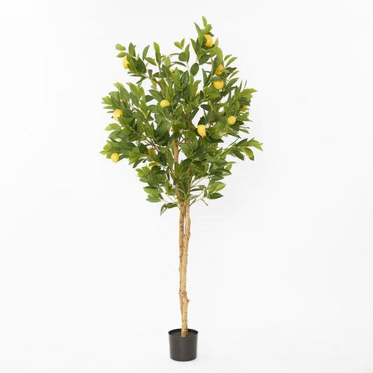 Lemon Tree Real Trunk 170Cm