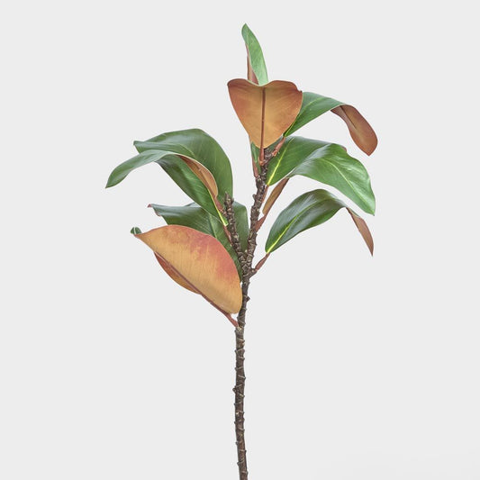 Magnolia Leaf