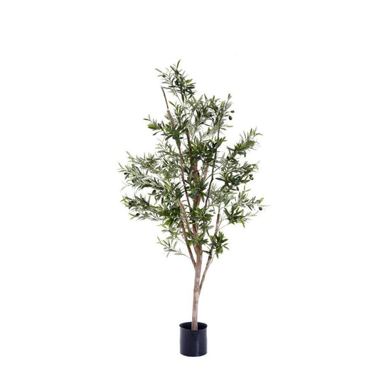 Olive Tree 1.5M