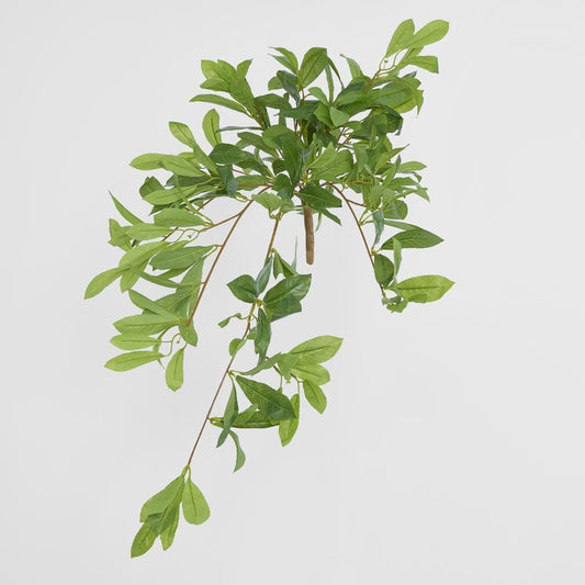 Bay Leaf Bush Hanging 198 Leaves Green