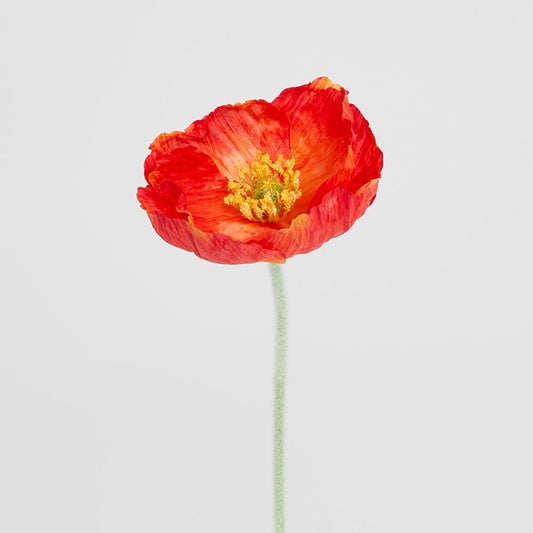 Poppy Stem Red