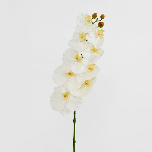 Ripple Phalaenopsis Stem White