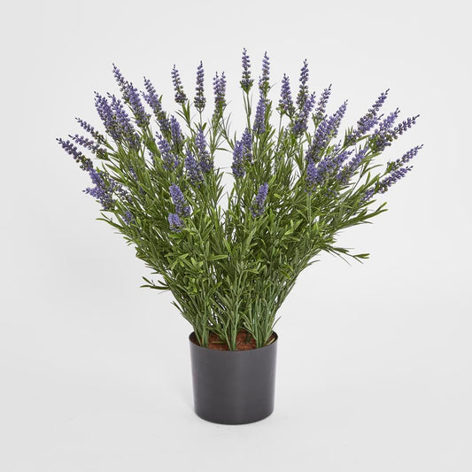 68Cm Potted Lavender Bush