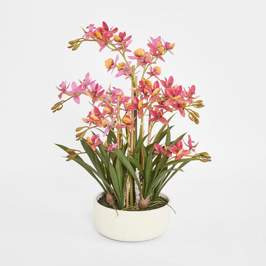 Deluxe Potted Cycnoches Orchid