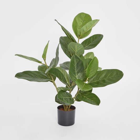 64Cm Potted Audrey Ficus Tree