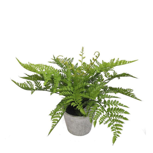 Fern In Pot 36Cm