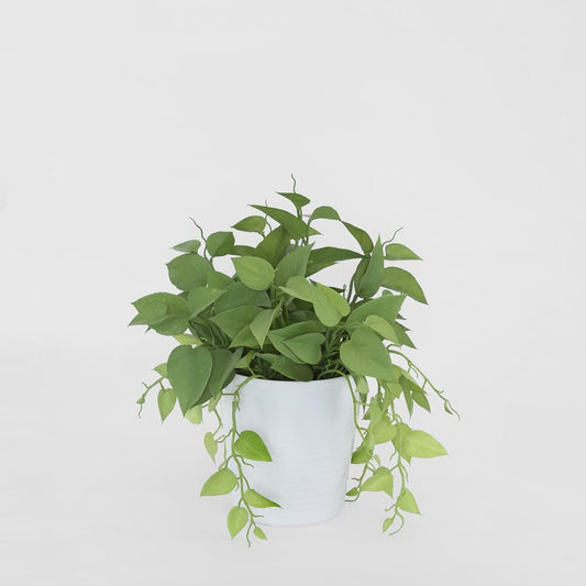 Leaves In White Plastic Pot 35Cm