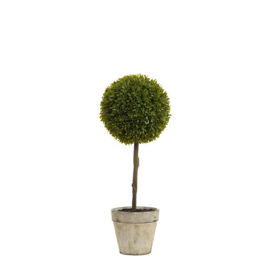 Boxwood Topiary 60Cm