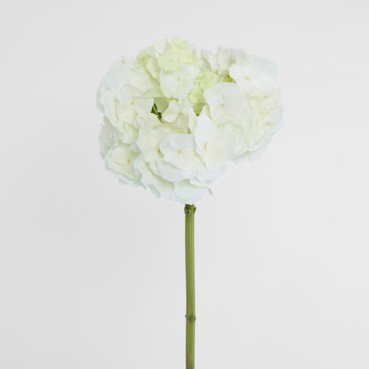 Hydrangea 50cm White