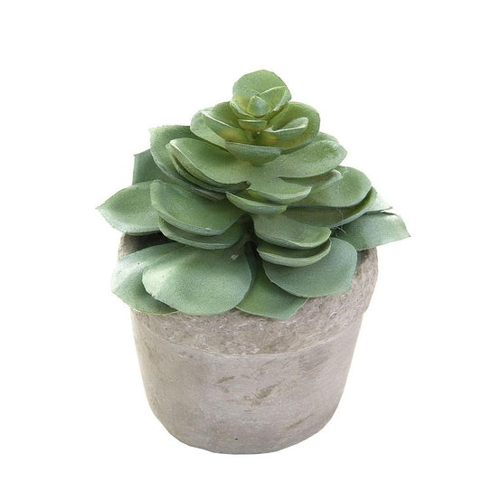 Succulent In White Pot 11Cm Green