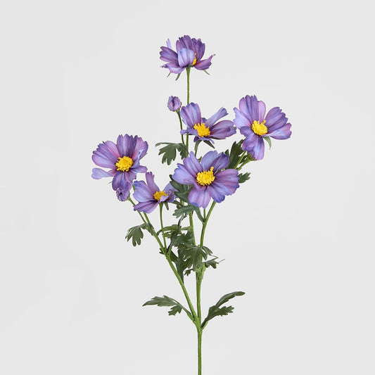 Cosmos Spray 85Cm Dark Purple