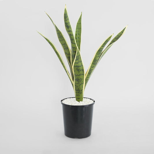 Mother In Laws Tongue Potted 62Cm