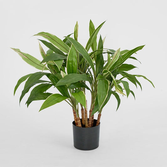 Cordyline Tree 80Cm