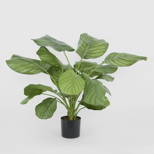 Calathea Fasciata Green 65Cm