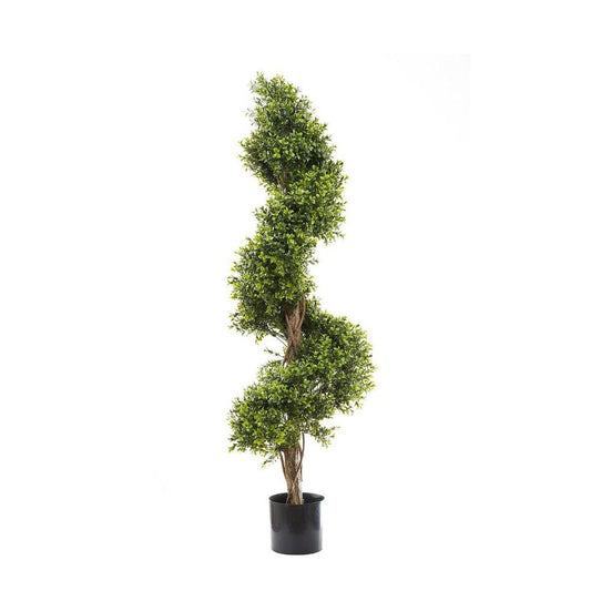 Boxwood Spiral Tree Budget 1.4M