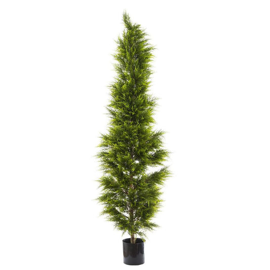 Cypress Pine 2M