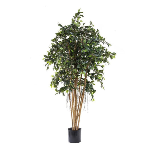 Ficus Retusa 1.8M