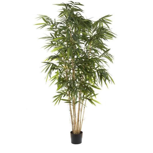 Giant Bamboo Tree 2.4M