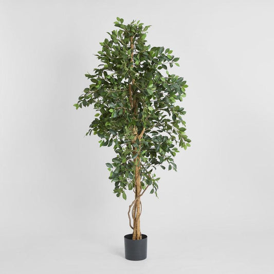 Ficus Retusa Bush Tree 1.8M