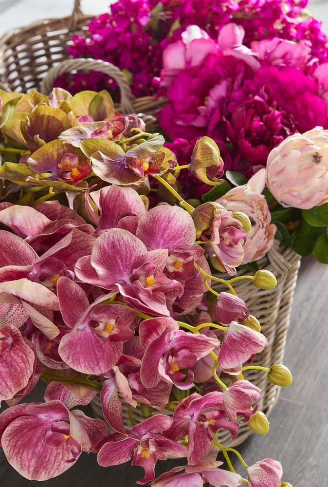 蘭 胡蝶蘭 スプレー 74cm ピンク