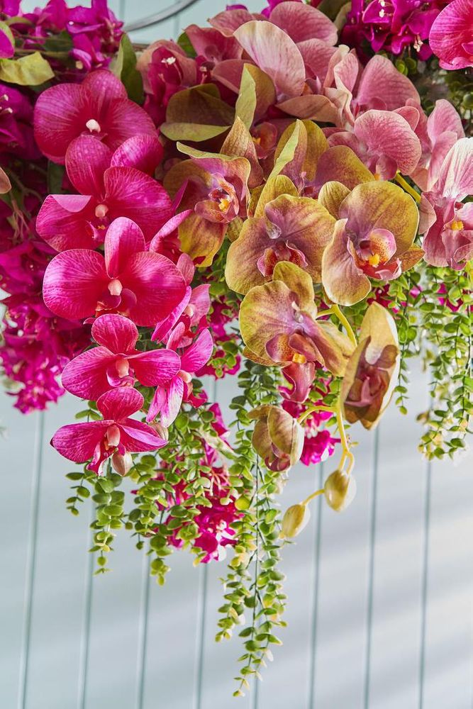 兰花 蝴蝶兰 喷雾 74cm 绿色