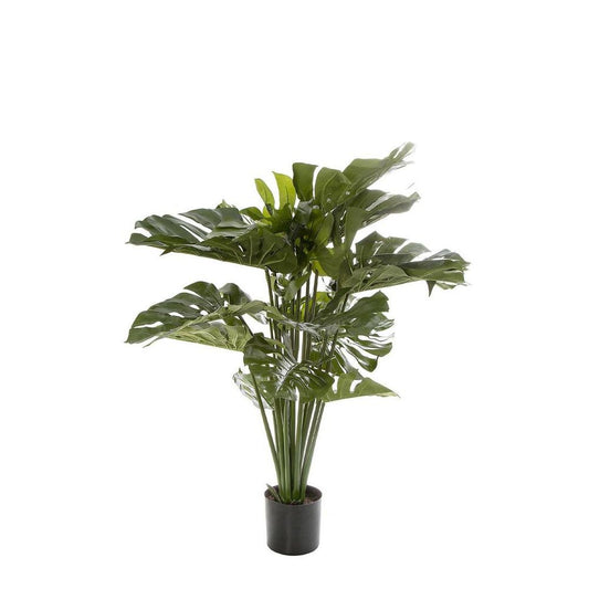 Monstera Split Philo 98Cm