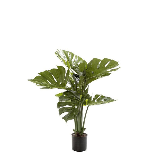 Monstera Split Philo Potted 63Cm