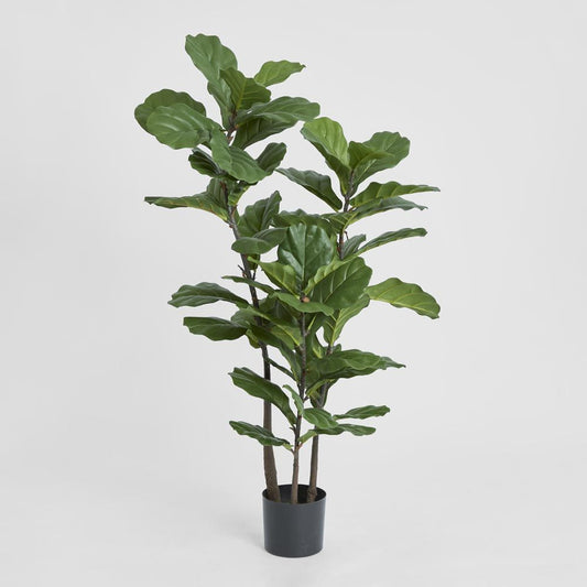 Fiddle Leaf Tree 1.33M