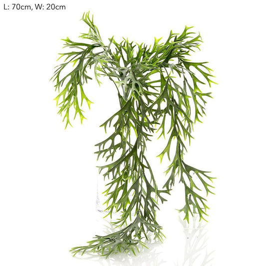 Staghorn Leaves Hanging Vine 70Cm