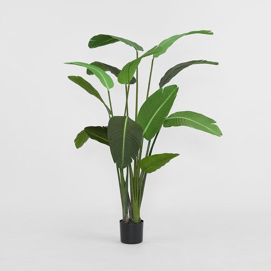 Bird Of Paradise 1.8M