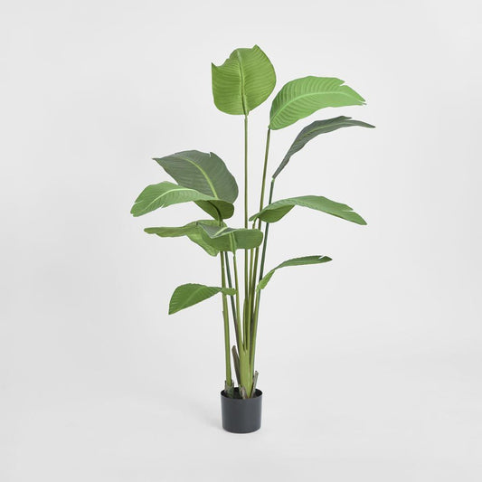 Bird Of Paradise Plant 150Cm