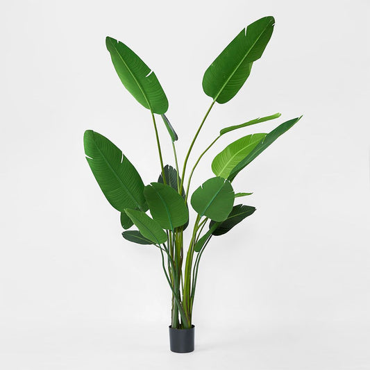 Bird Of Paradise 2.5M