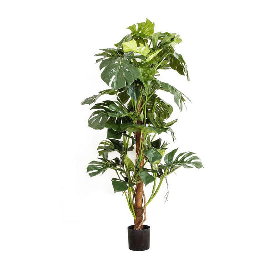 Split-Leaf Philodendron 1.5M