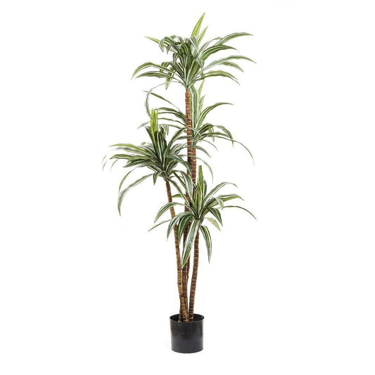 Variegated Dracaena 1.6M